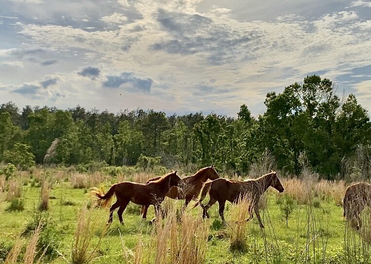horses 4